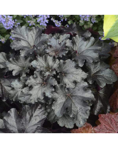 Гейхера гібридна Блек Перл | Heuchera hybrida Black Pearlca | Гейхера гибридная Блэк Пёрл
