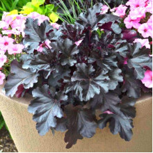Гейхера гібридна Блек Перл | Heuchera hybrida Black Pearlca | Гейхера гибридная Блэк Пёрл