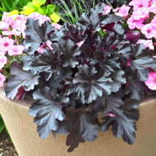 Гейхера гібридна Блек Перл | Heuchera hybrida Black Pearlca | Гейхера гибридная Блэк Пёрл