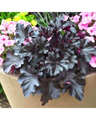 Гейхера гібридна Блек Перл | Heuchera hybrida Black Pearlca | Гейхера гибридная Блэк Пёрл