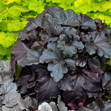 Гейхера гібридна Блек Перл | Heuchera hybrida Black Pearlca | Гейхера гибридная Блэк Пёрл