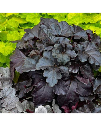 Гейхера гібридна Блек Перл | Heuchera hybrida Black Pearlca | Гейхера гибридная Блэк Пёрл