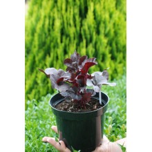 Гейхера гібридна Блек Перл | Heuchera hybrida Black Pearlca | Гейхера гибридная Блэк Пёрл