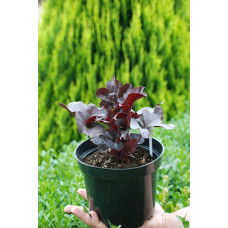 Гейхера гібридна Блек Перл | Heuchera hybrida Black Pearlca | Гейхера гибридная Блэк Пёрл