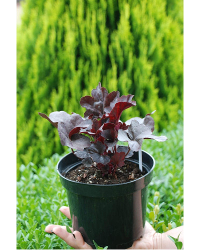 Гейхера гібридна Блек Перл | Heuchera hybrida Black Pearlca | Гейхера гибридная Блэк Пёрл