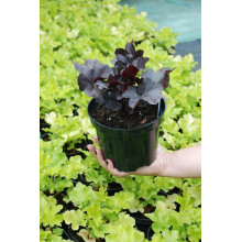 Гейхера гібридна Блек Перл | Heuchera hybrida Black Pearlca | Гейхера гибридная Блэк Пёрл