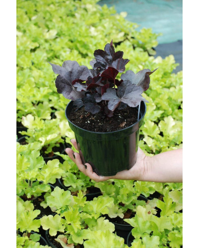 Гейхера гібридна Блек Перл | Heuchera hybrida Black Pearlca | Гейхера гибридная Блэк Пёрл