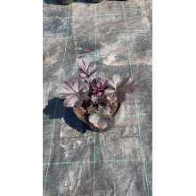 Гейхера гібридна Блек Перл | Heuchera hybrida Black Pearlca | Гейхера гибридная Блэк Пёрл
