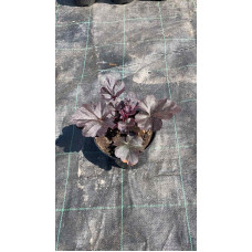 Гейхера гібридна Блек Перл | Heuchera hybrida Black Pearlca | Гейхера гибридная Блэк Пёрл