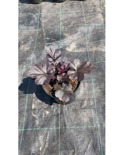 Гейхера гібридна Блек Перл | Heuchera hybrida Black Pearlca | Гейхера гибридная Блэк Пёрл