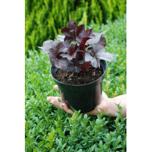 Гейхера гібридна Блек Перл | Heuchera hybrida Black Pearlca | Гейхера гибридная Блэк Пёрл