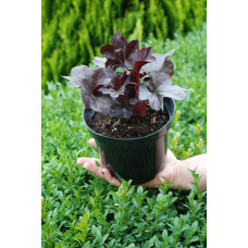 Гейхера гібридна Блек Перл | Heuchera hybrida Black Pearlca | Гейхера гибридная Блэк Пёрл
