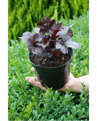 Гейхера гібридна Блек Перл | Heuchera hybrida Black Pearlca | Гейхера гибридная Блэк Пёрл