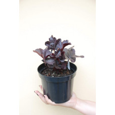Гейхера гібридна Блек Перл | Heuchera hybrida Black Pearlca | Гейхера гибридная Блэк Пёрл