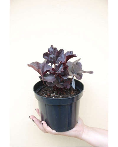 Гейхера гібридна Блек Перл | Heuchera hybrida Black Pearlca | Гейхера гибридная Блэк Пёрл