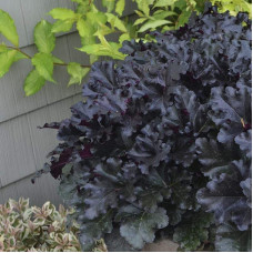 Гейхера гібридна Блек Перл | Heuchera hybrida Black Pearlca | Гейхера гибридная Блэк Пёрл