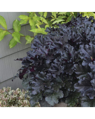 Гейхера гібридна Блек Перл | Heuchera hybrida Black Pearlca | Гейхера гибридная Блэк Пёрл
