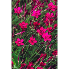 Гвоздика трав’янка Еректус | Гвоздика травянка Эректус | Dianthus deltoides Erectus