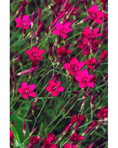 Гвоздика трав’янка Еректус | Гвоздика травянка Эректус | Dianthus deltoides Erectus