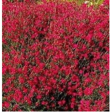 Гвоздика трав’янка Еректус | Гвоздика травянка Эректус | Dianthus deltoides Erectus