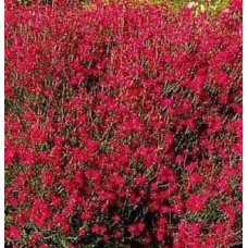 Гвоздика трав’янка Еректус | Гвоздика травянка Эректус | Dianthus deltoides Erectus
