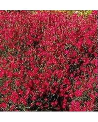 Гвоздика трав’янка Еректус | Гвоздика травянка Эректус | Dianthus deltoides Erectus