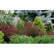 Гвоздика трав’янка Еректус | Гвоздика травянка Эректус | Dianthus deltoides Erectus