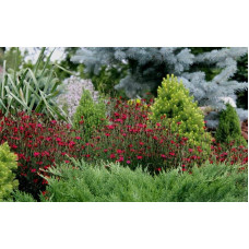 Гвоздика трав’янка Еректус | Гвоздика травянка Эректус | Dianthus deltoides Erectus