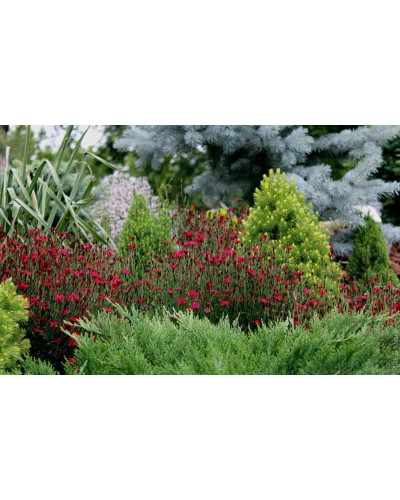 Гвоздика трав’янка Еректус | Гвоздика травянка Эректус | Dianthus deltoides Erectus