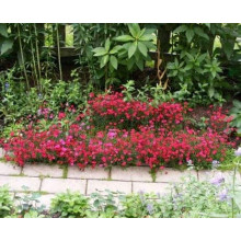 Гвоздика трав’янка Еректус | Гвоздика травянка Эректус | Dianthus deltoides Erectus