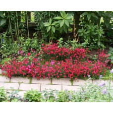 Гвоздика трав’янка Еректус | Гвоздика травянка Эректус | Dianthus deltoides Erectus