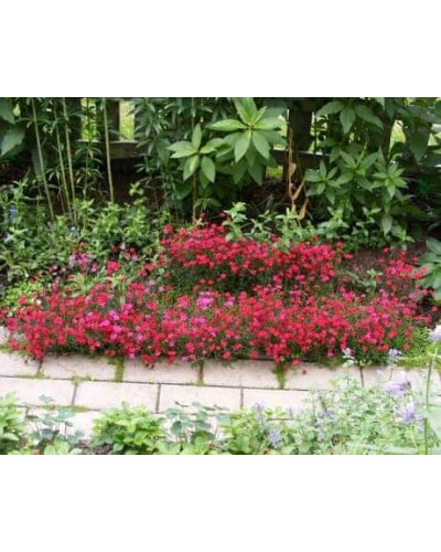 Гвоздика трав’янка Еректус | Гвоздика травянка Эректус | Dianthus deltoides Erectus