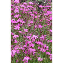 Гвоздика дельтоподібна міртінервіус ґрунтопокривна | Dianthus deltoides | Гвоздика травянка миртинервиус почвопокровная
