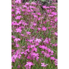 Гвоздика дельтоподібна міртінервіус ґрунтопокривна | Dianthus deltoides | Гвоздика травянка миртинервиус почвопокровная
