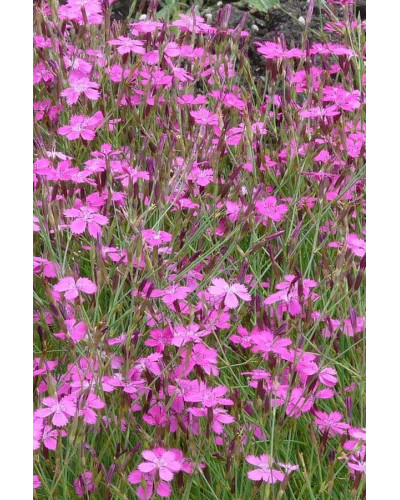 Гвоздика дельтоподібна міртінервіус ґрунтопокривна | Dianthus deltoides | Гвоздика травянка миртинервиус почвопокровная
