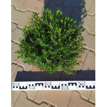 Гвоздика дельтоподібна міртінервіус ґрунтопокривна | Dianthus deltoides | Гвоздика травянка миртинервиус почвопокровная