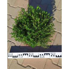 Гвоздика дельтоподібна міртінервіус ґрунтопокривна | Dianthus deltoides | Гвоздика травянка миртинервиус почвопокровная