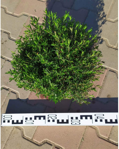 Гвоздика дельтоподібна міртінервіус ґрунтопокривна | Dianthus deltoides | Гвоздика травянка миртинервиус почвопокровная