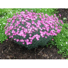 Гвоздика дельтоподібна міртінервіус ґрунтопокривна | Dianthus deltoides | Гвоздика травянка миртинервиус почвопокровная