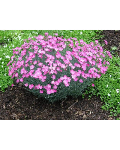 Гвоздика дельтоподібна міртінервіус ґрунтопокривна | Dianthus deltoides | Гвоздика травянка миртинервиус почвопокровная