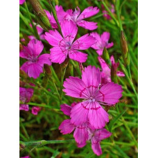 Гвоздика дельтоподібна міртінервіус ґрунтопокривна | Dianthus deltoides | Гвоздика травянка миртинервиус почвопокровная