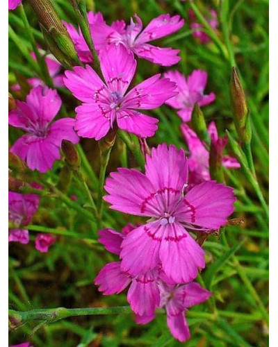 Гвоздика дельтоподібна міртінервіус ґрунтопокривна | Dianthus deltoides | Гвоздика травянка миртинервиус почвопокровная