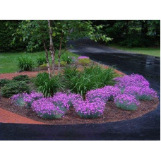 Гвоздика дельтоподібна міртінервіус ґрунтопокривна | Dianthus deltoides | Гвоздика травянка миртинервиус почвопокровная