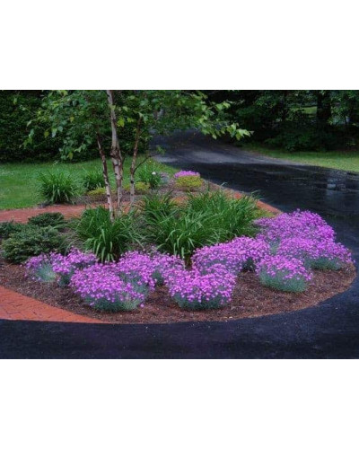 Гвоздика дельтоподібна міртінервіус ґрунтопокривна | Dianthus deltoides | Гвоздика травянка миртинервиус почвопокровная