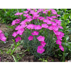 Гвоздика дельтоподібна міртінервіус ґрунтопокривна | Dianthus deltoides | Гвоздика травянка миртинервиус почвопокровная