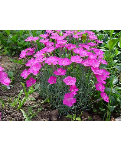 Гвоздика дельтоподібна міртінервіус ґрунтопокривна | Dianthus deltoides | Гвоздика травянка миртинервиус почвопокровная