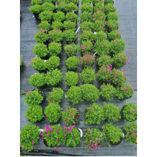 Гвоздика дельтоподібна міртінервіус ґрунтопокривна | Dianthus deltoides | Гвоздика травянка миртинервиус почвопокровная