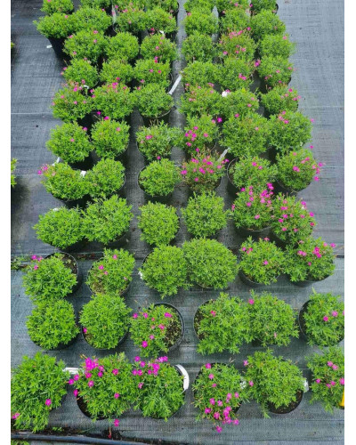 Гвоздика дельтоподібна міртінервіус ґрунтопокривна | Dianthus deltoides | Гвоздика травянка миртинервиус почвопокровная