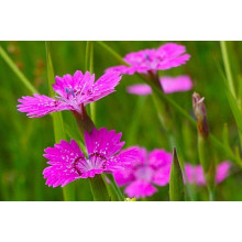 Гвоздика дельтоподібна міртінервіус ґрунтопокривна | Dianthus deltoides | Гвоздика травянка миртинервиус почвопокровная
