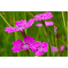 Гвоздика дельтоподібна міртінервіус ґрунтопокривна | Dianthus deltoides | Гвоздика травянка миртинервиус почвопокровная